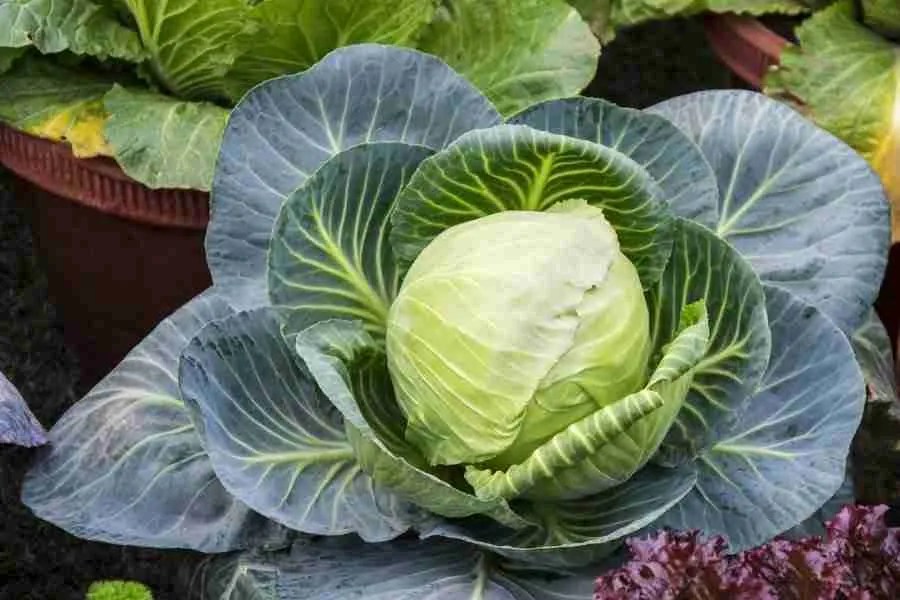 How to Grow Cabbage Like a Pro! Limitless Growth Grow Guides