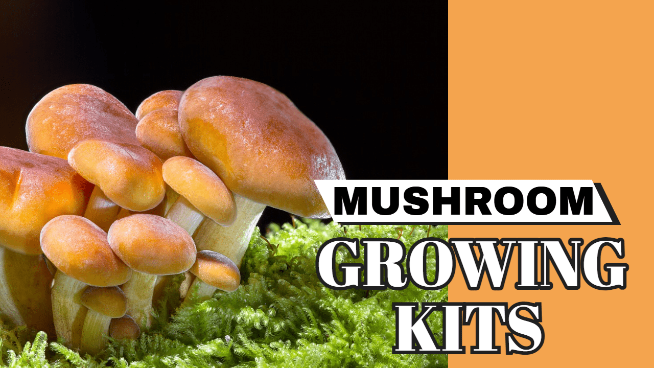 Mushroom Growing Kits Do They Work? 66th and London