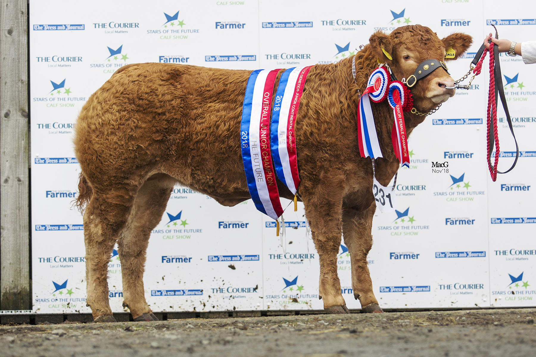 LIMOUSIN INTERBREED SUCCESS AT STIRLING’S 2018 STARS OF THE FUTURE CALF