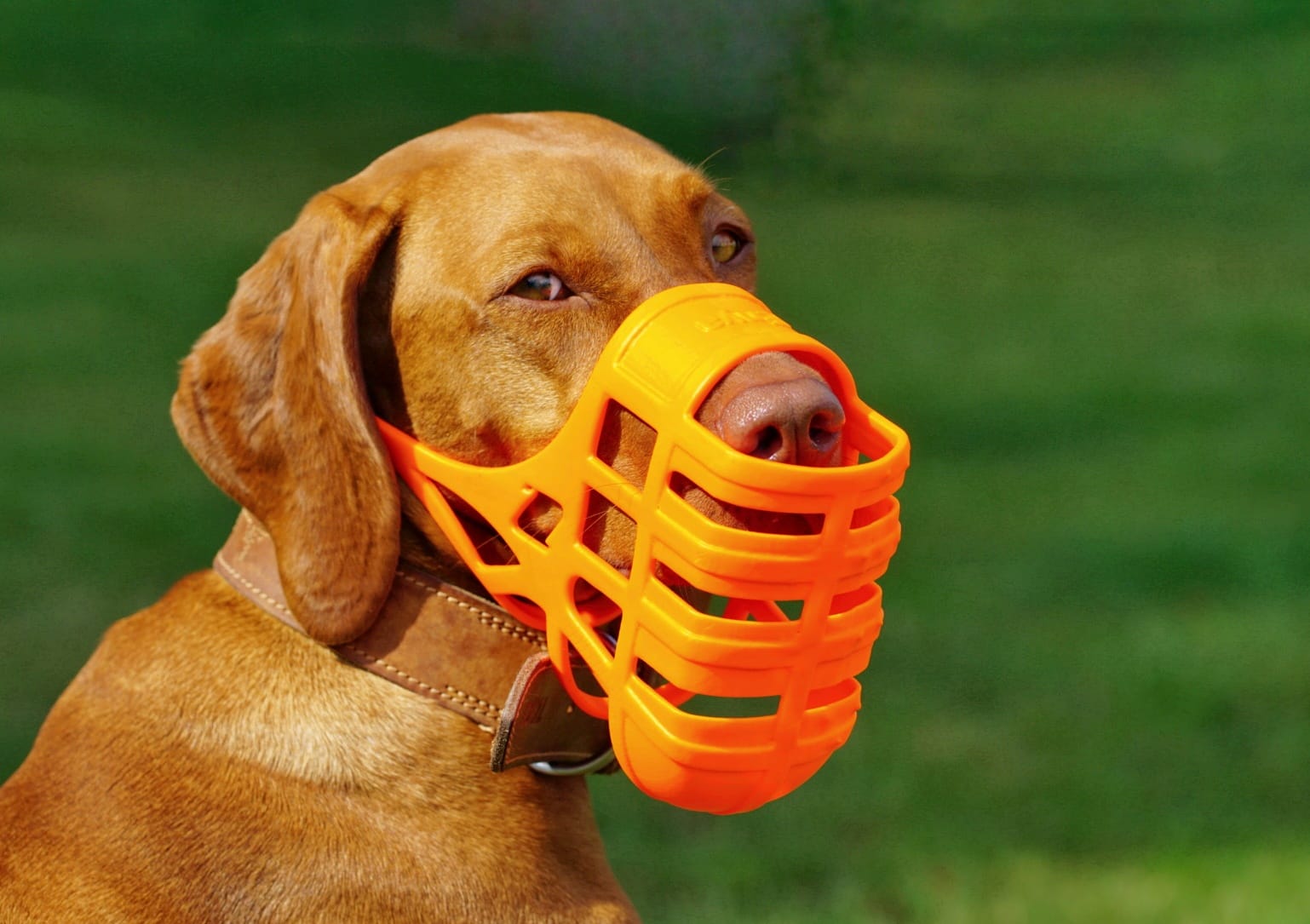 Limuzz PRO CUSTOM MADE MUZZLES WITH FRESH PROTECTION
