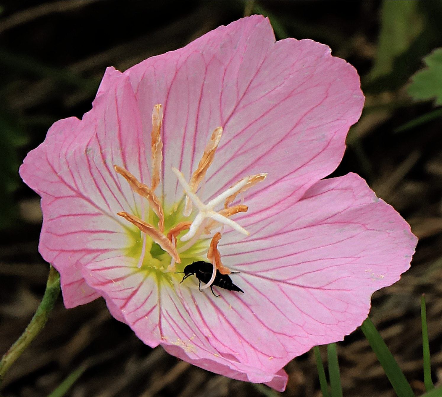 The Importance of Names The Flowers Lagniappe