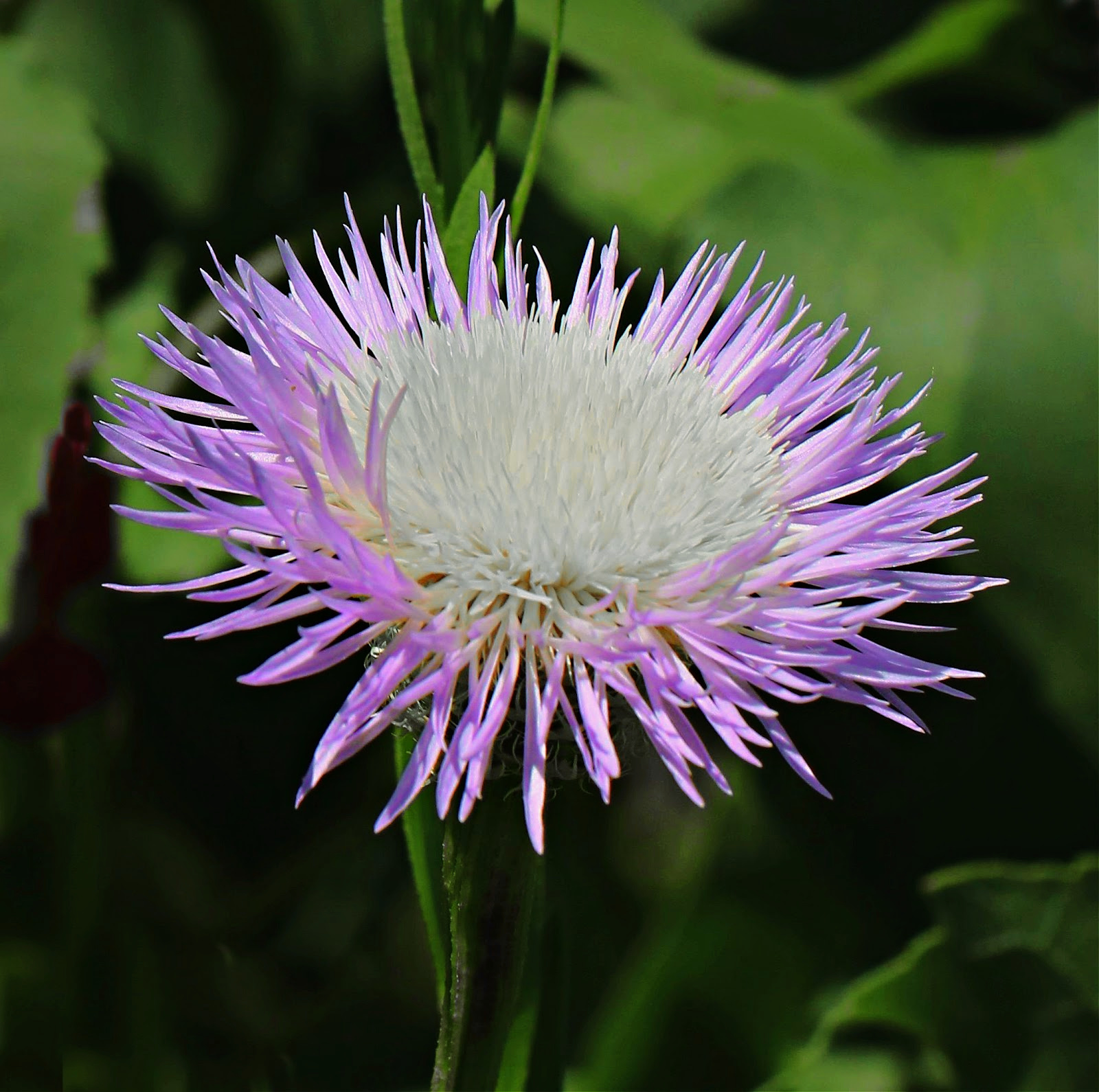 A BasketFlower for May Days Lagniappe