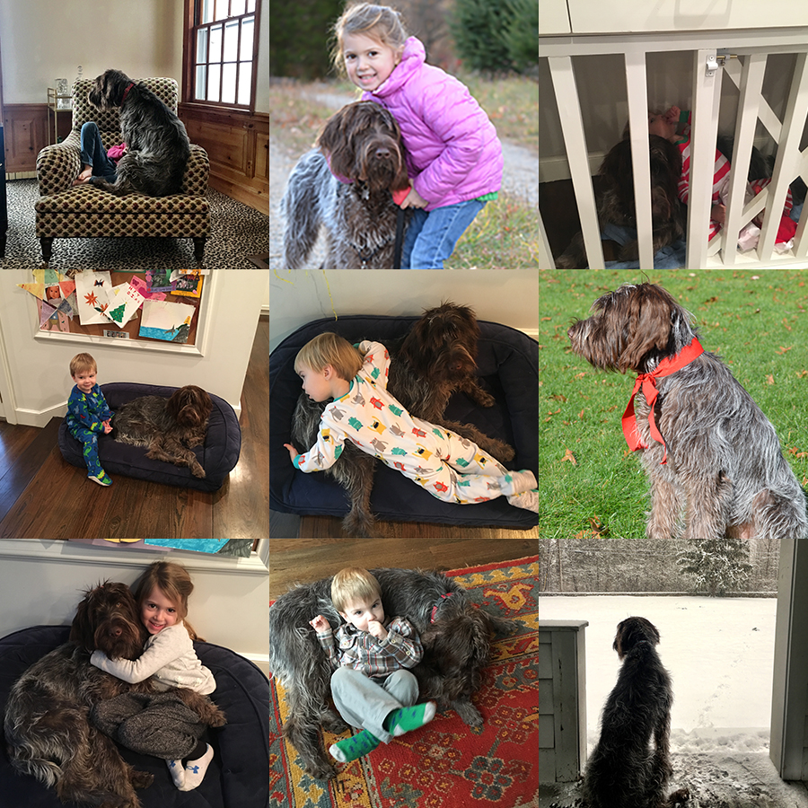 Owning a Dog The Best Dog Gear Lindley Pless