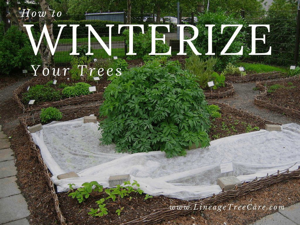 Can You Winterize a Tree? Lineage Tree Care in Bothell WA
