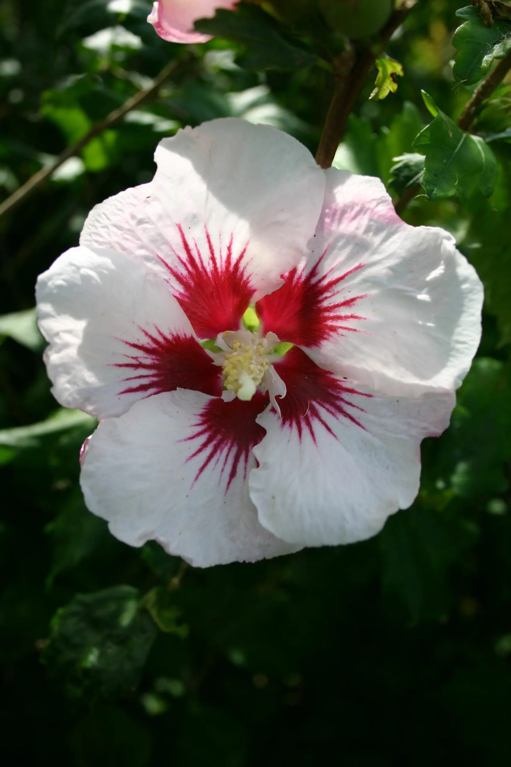 HIBISCUS SYRIACUS 'RED HEART' Liner Plants NZ