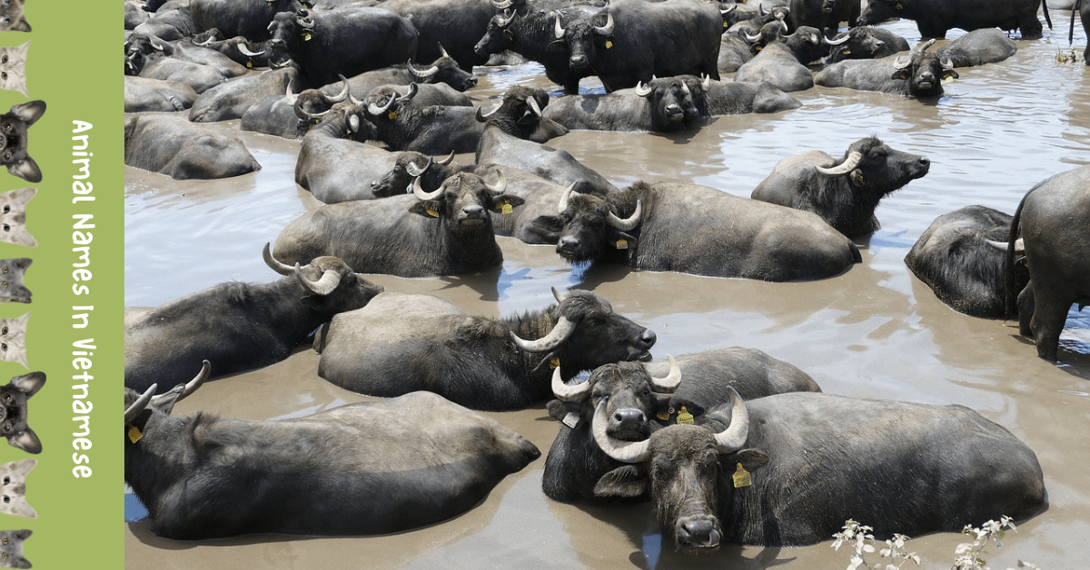 Adorable List 20 Animal Names In Vietnamese Ling App
