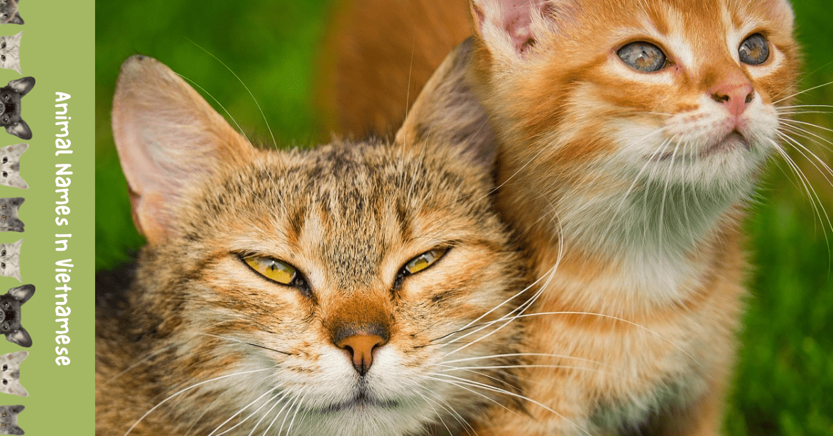 Adorable List 20 Animal Names In Vietnamese Ling App