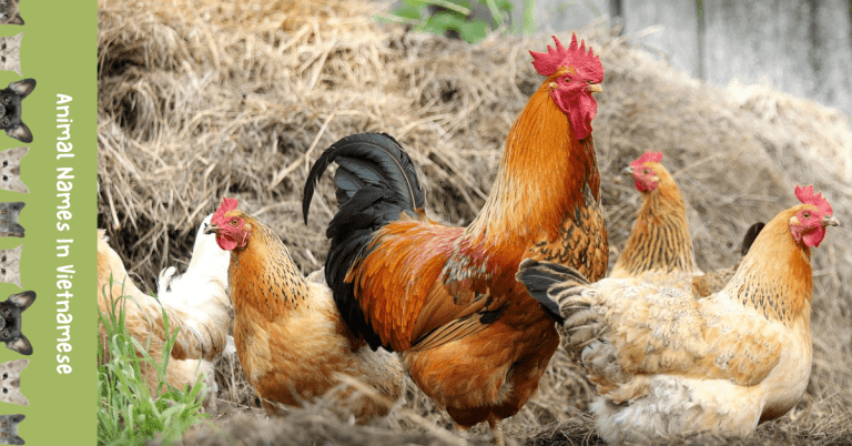 Adorable List 20 Animal Names In Vietnamese Ling App