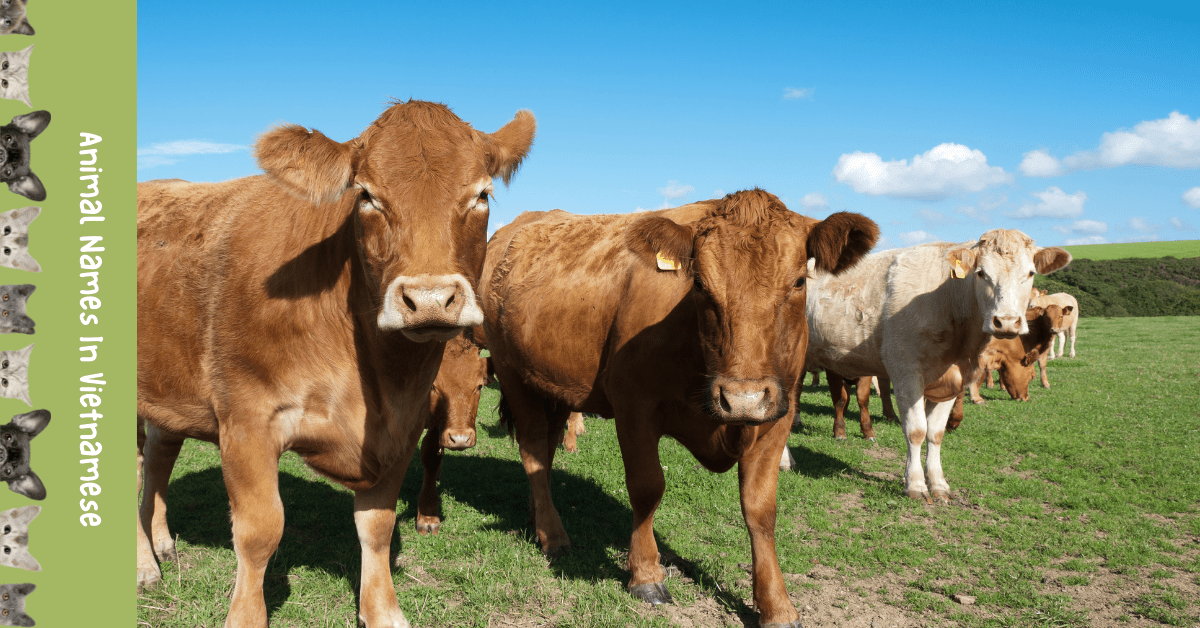 Adorable List 20 Animal Names In Vietnamese Ling App