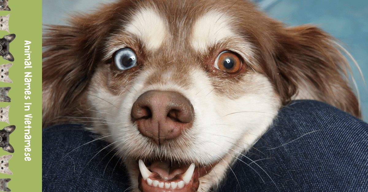 Adorable List 20 Animal Names In Vietnamese Ling App