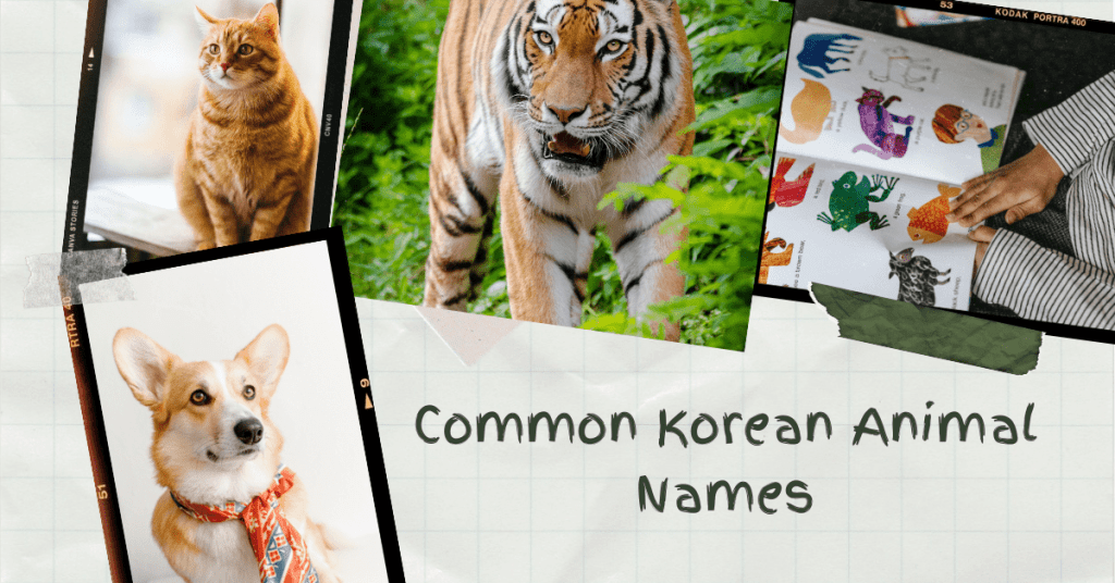 15+ Korean Animal Names That You Should Appreciate