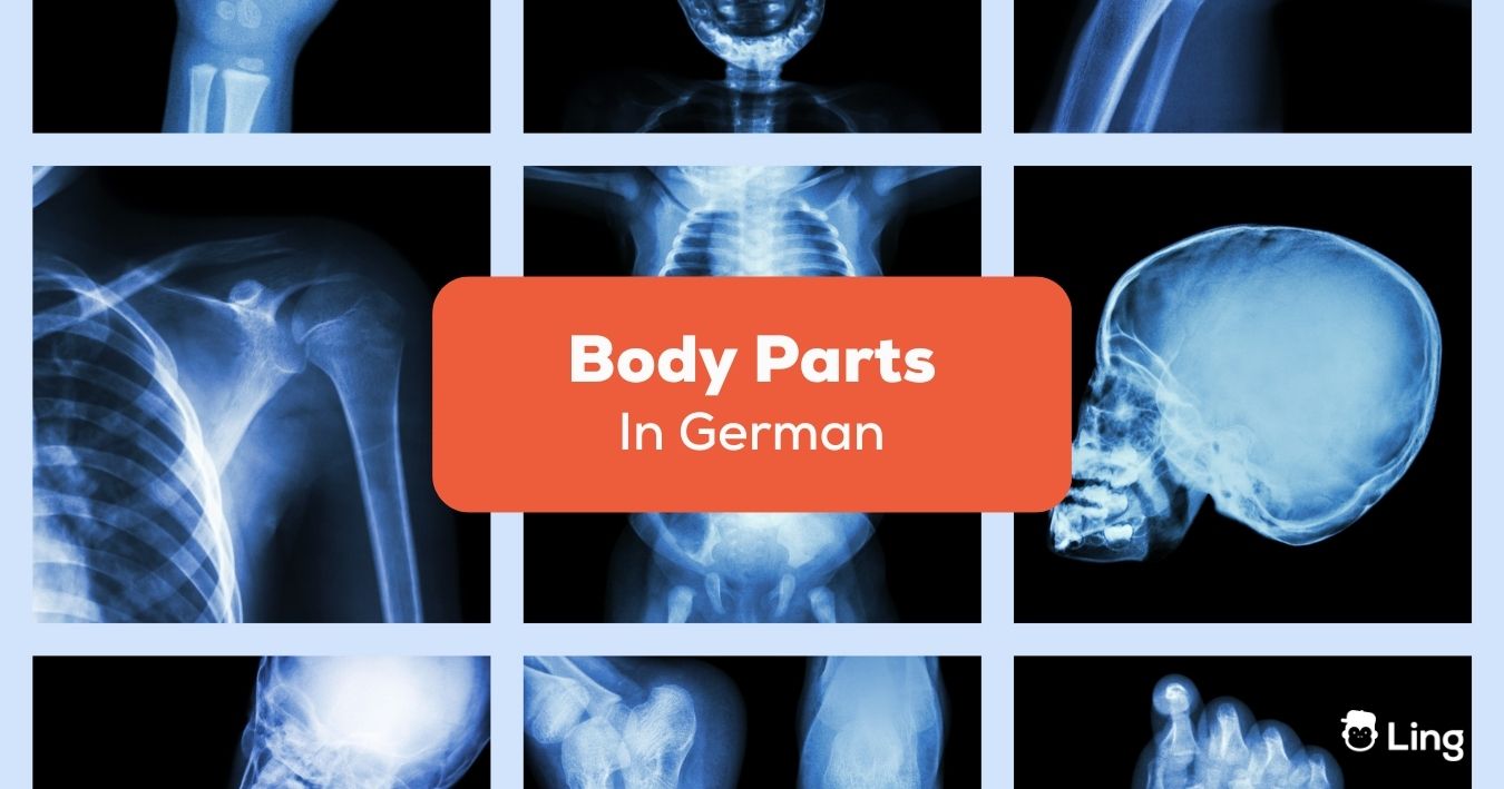 60 MustKnow Easy Terms For Body Parts In German