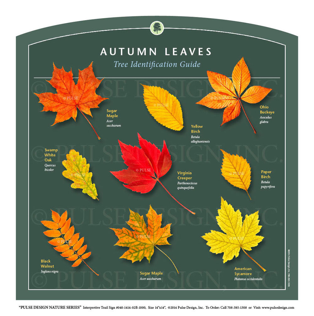 Festival of Leaves 2022 Begins September 22 The Day After