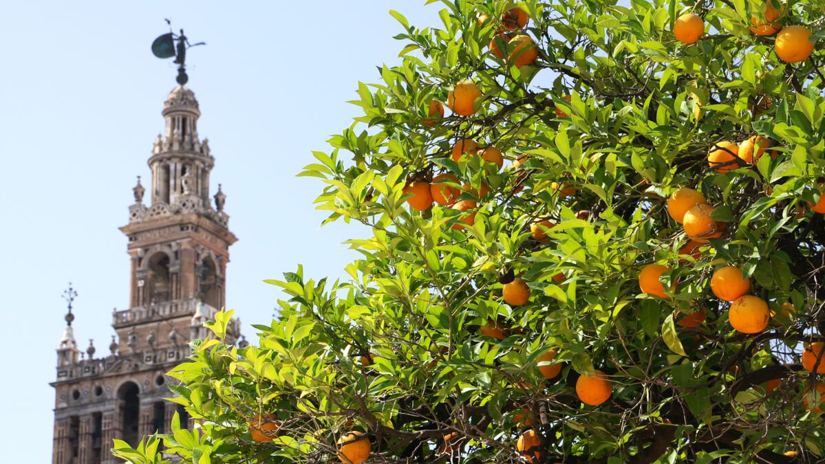 12 Ways to Say Orange in Spanish Along with Other Colors in the Red