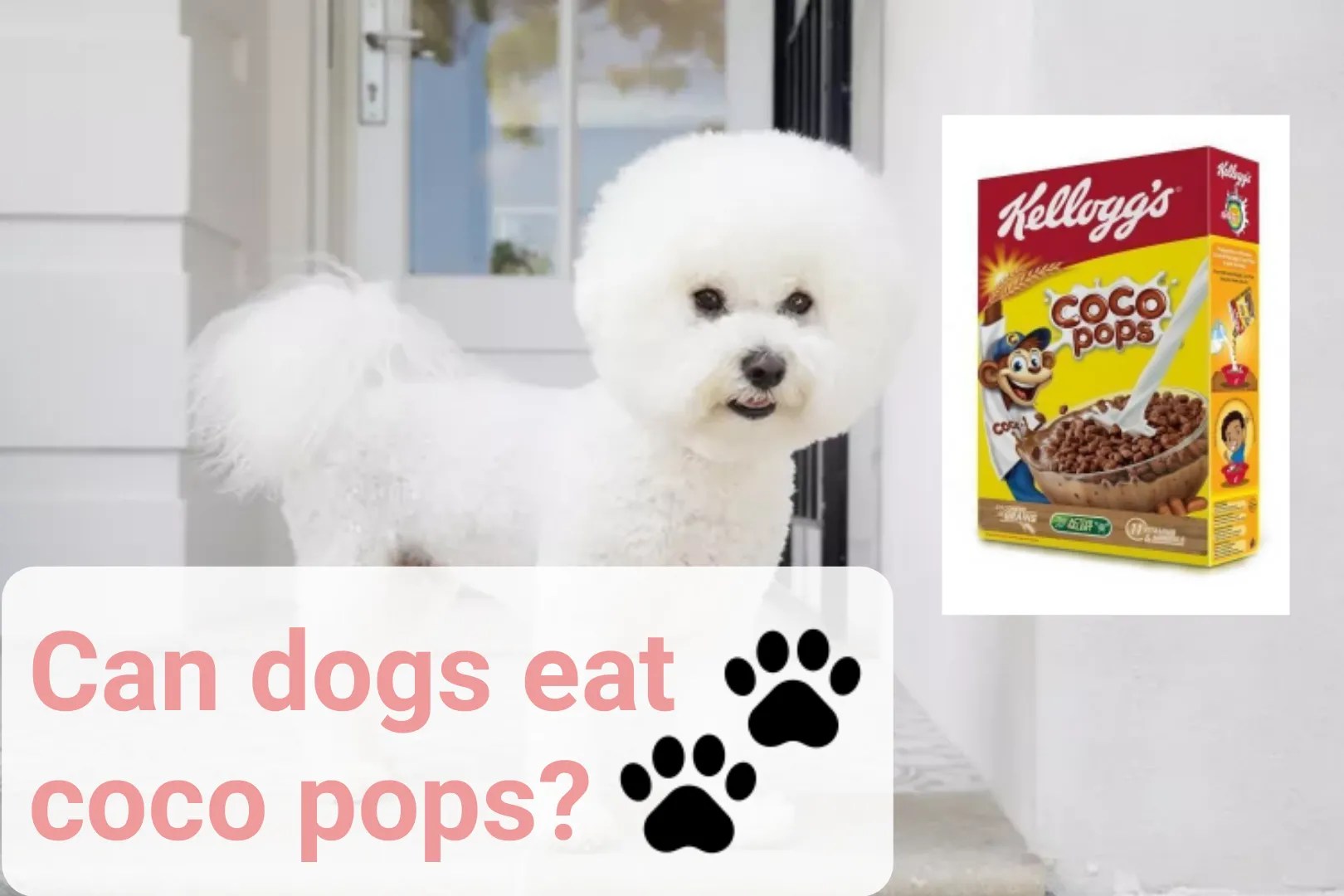 Can Dogs Eat Coco Pops? Can Coco Pops Kill Dogs? Lingon Pets