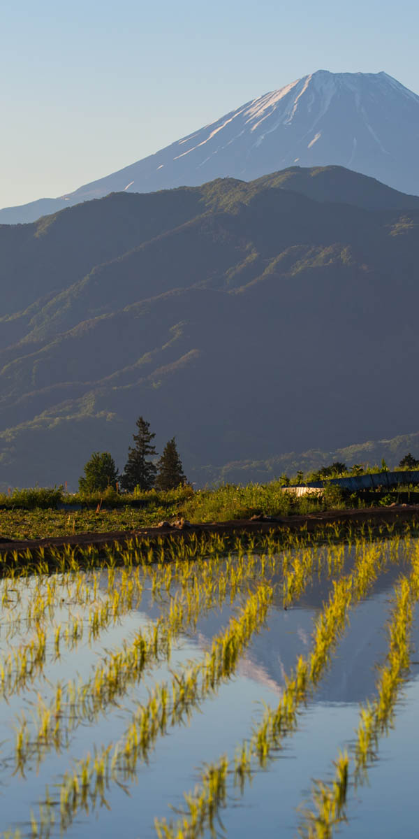 Ling's Cafe Hanson, Massachusetts