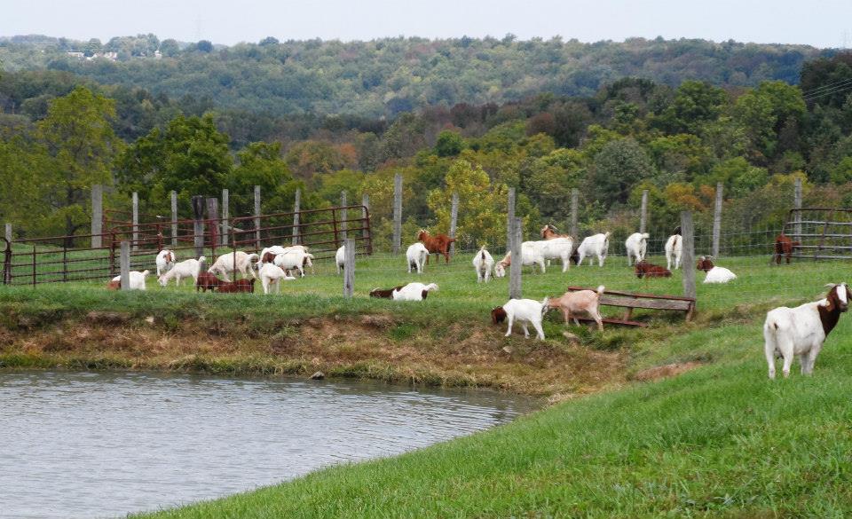Photos Kenton County Farm Tour LINK nky