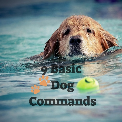 9 Basic Commands to Teach Your Dog Link Paws