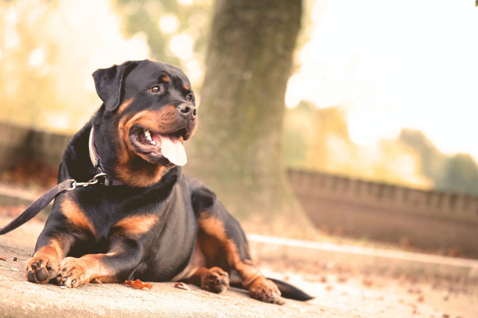 10 AKCRegistered Guard Dog Breeds Link Paws
