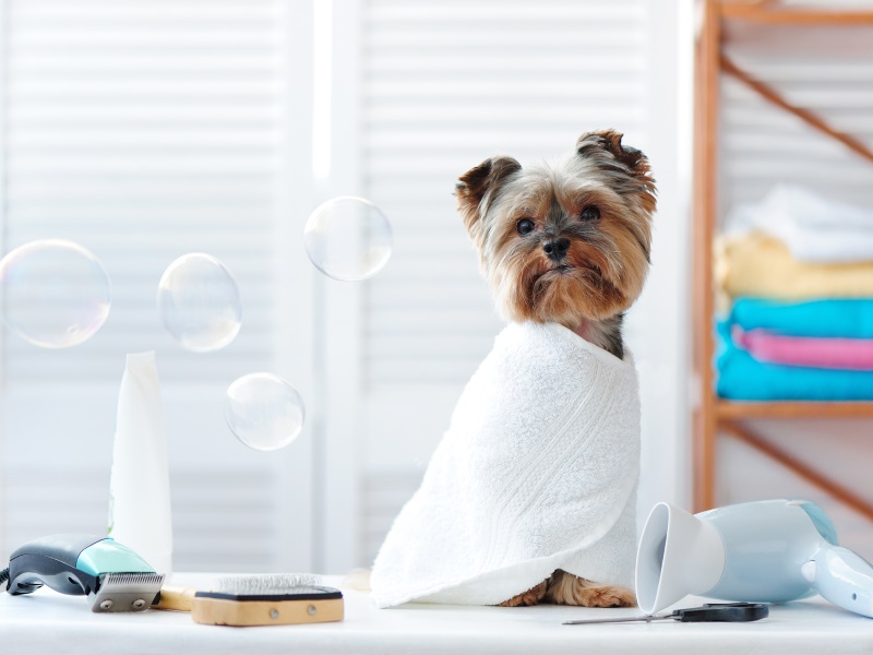 It's a Great Time to Buy or Sell in the Midwest Pet Care Industry