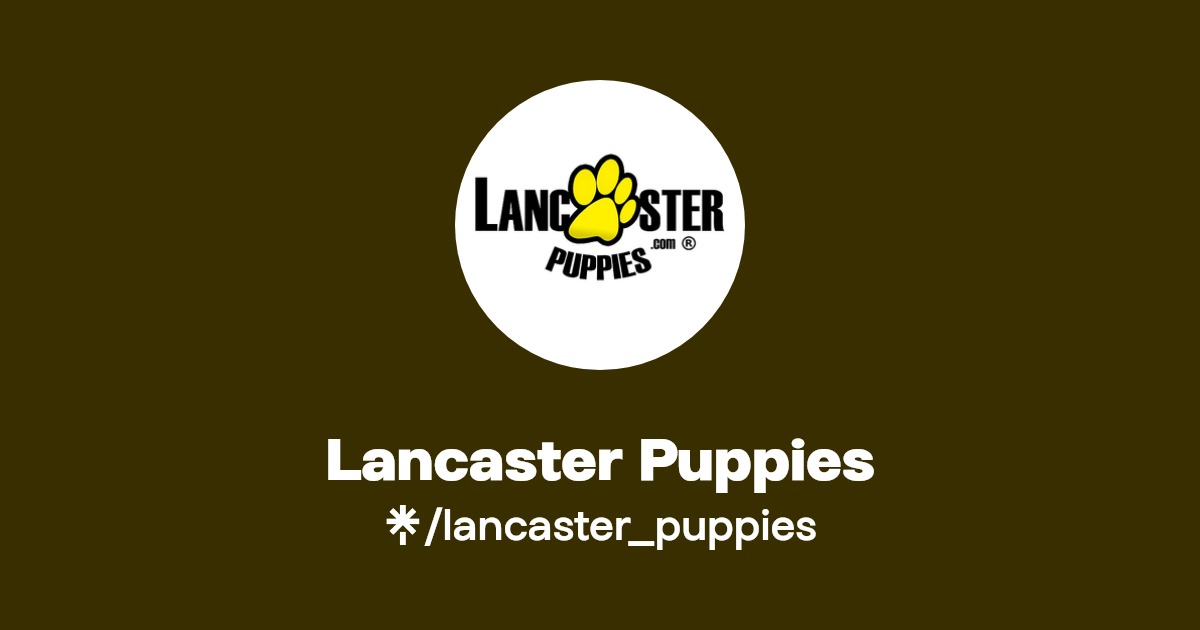Lancaster Puppies Instagram, Facebook Linktree