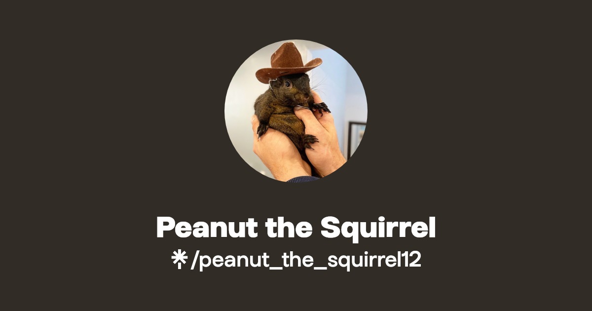 Peanut the Squirrel - Find Peanut the Squirrel Onlyfans - Linktree