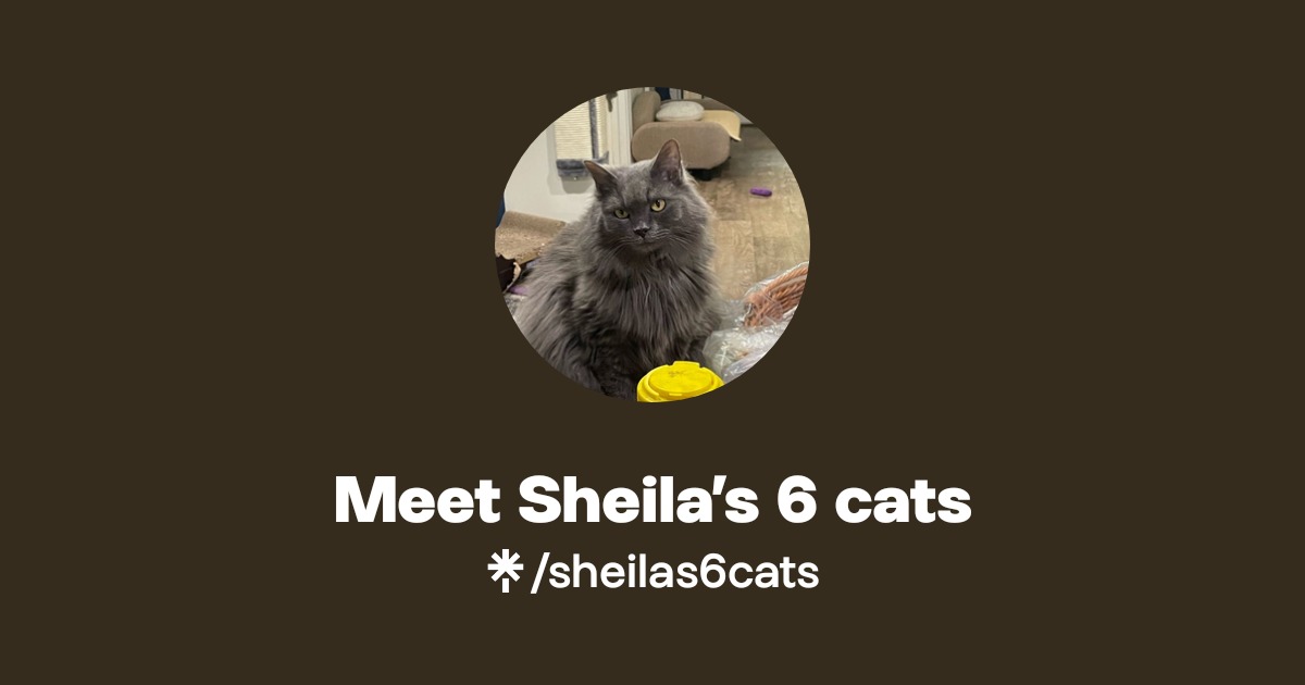 Meet Sheila’s 6 cats Instagram, Facebook, TikTok Linktree