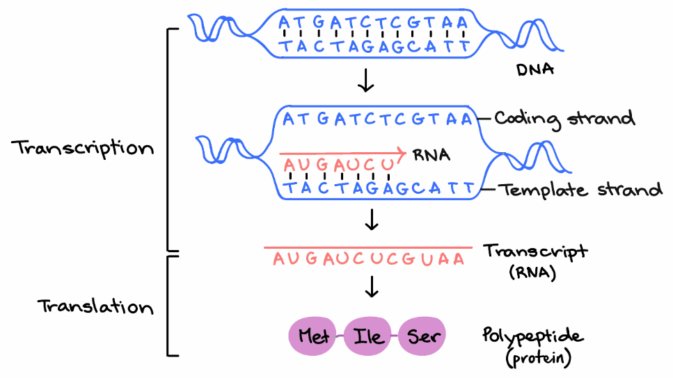 ORF calling ComputationalGenomicsManual