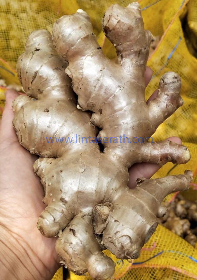 Ginger Tea Is It Healthy For Your Body? Linta Serath Linta Serath