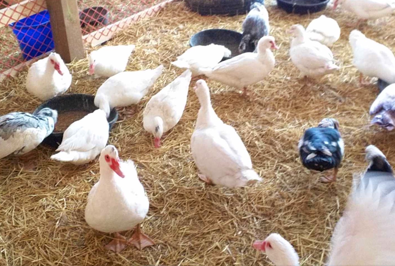 Ciri Ciri Bebek Entok Jantan Dan Betina Ini Cirinya