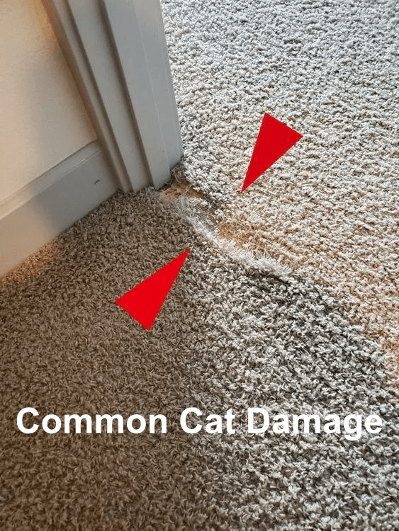 Cat Damage Carpet Repairs Vancouver, Wa. Cat Damage To Carpets