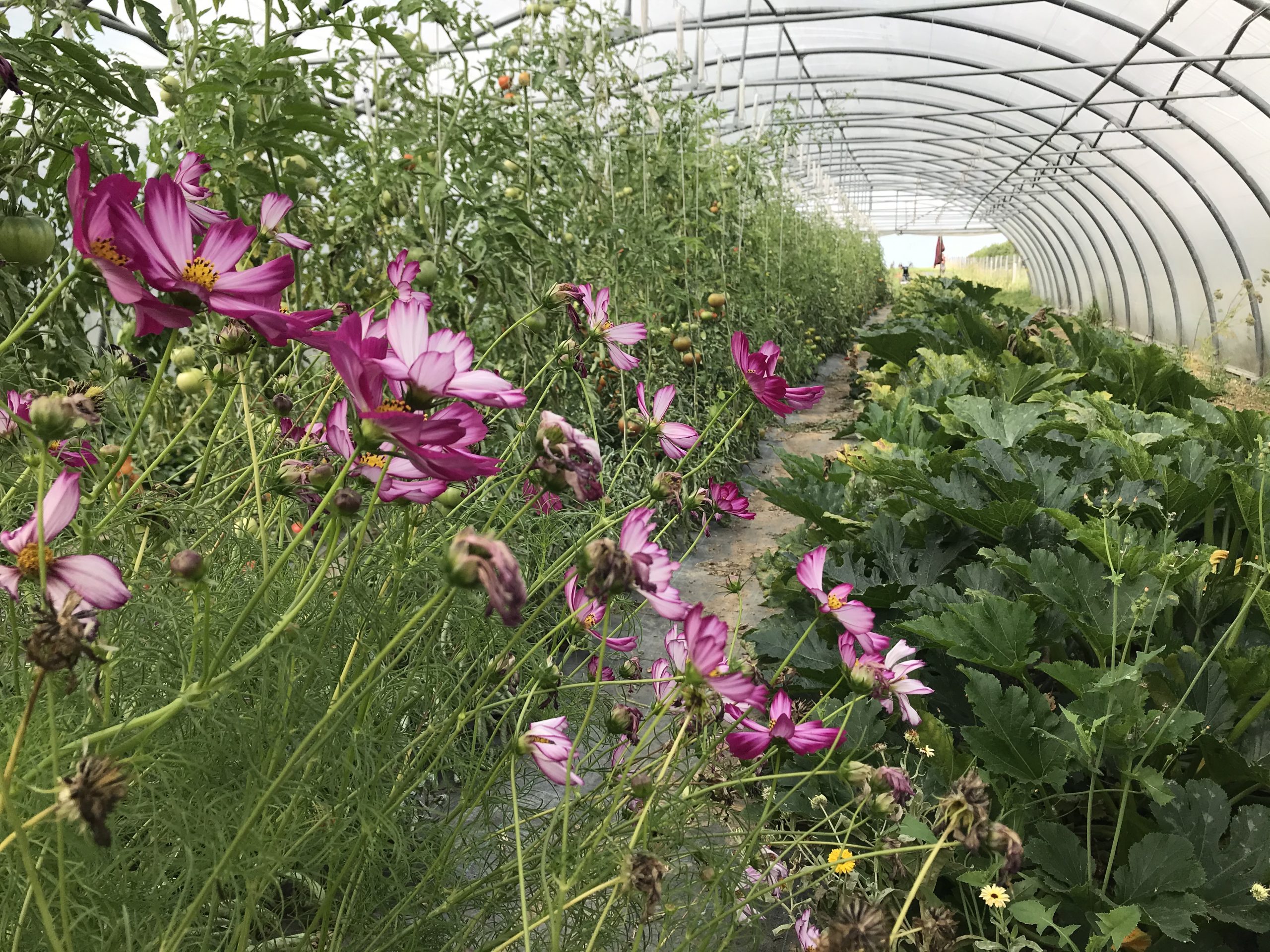 La Bêche à Mel Lioca