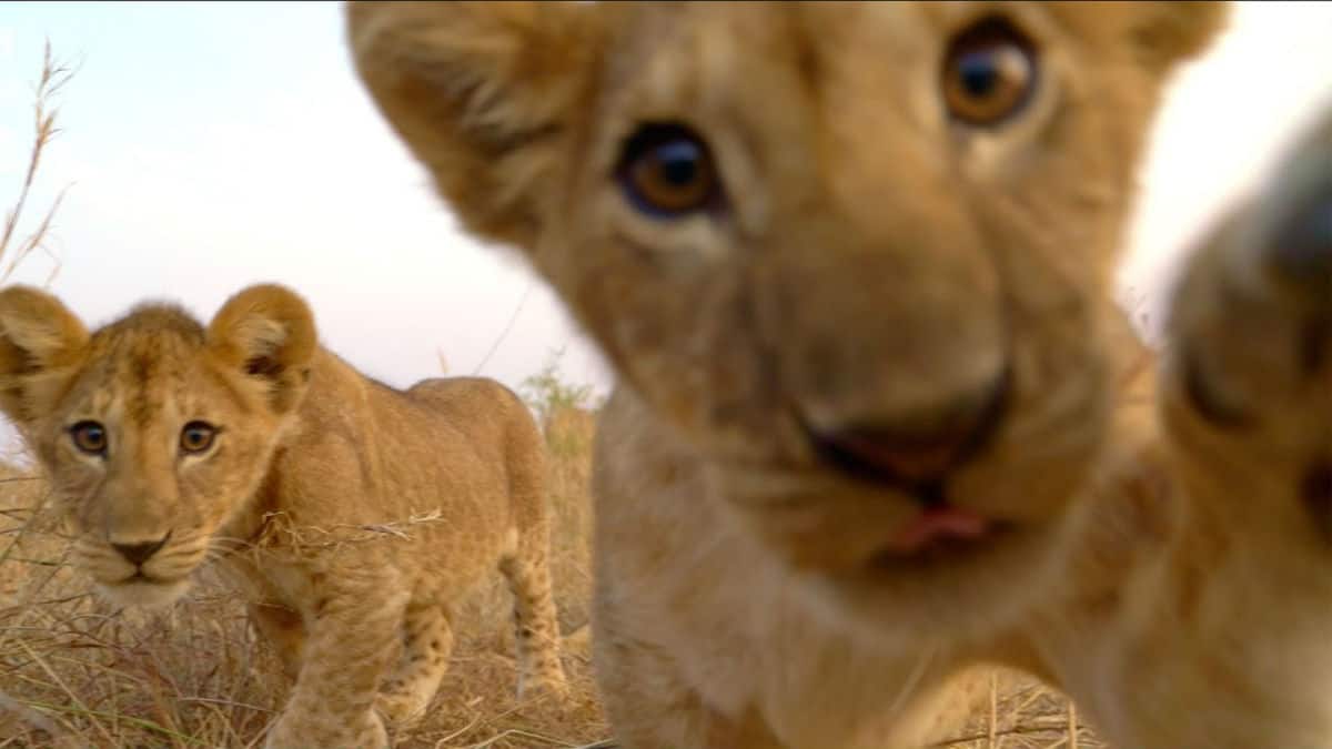 Lion Cubs All you need to know (Info, Facts Images) ALERT