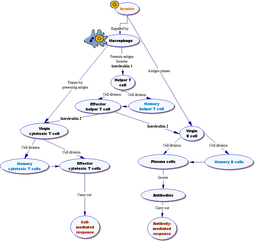 Concept Maps Effective Method For Learning Complex Ideas