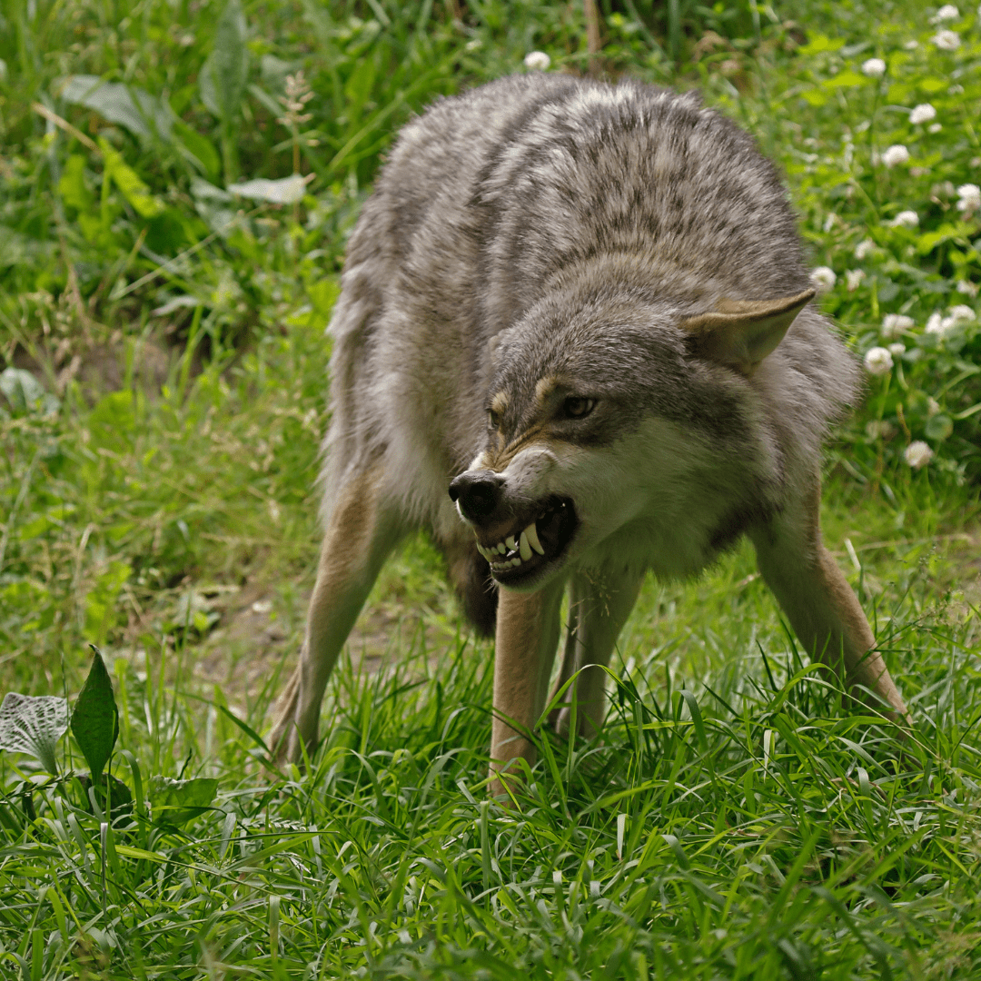 Hackles Up! Body language and nonverbal cues Lioness Communication