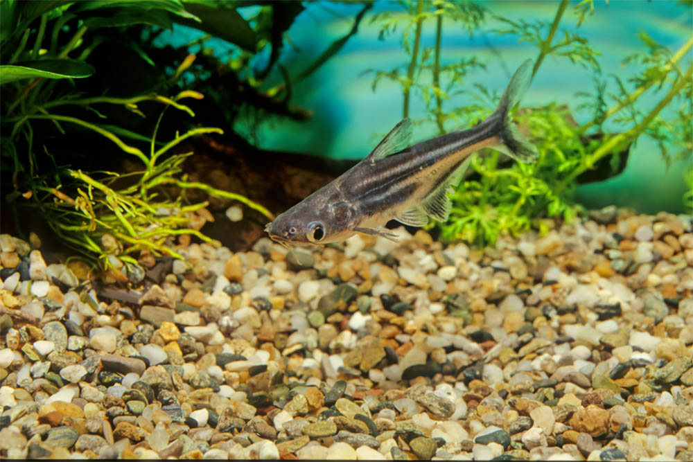 A Guide To Freshwater Sharks For Aquarium Lionfish Lair