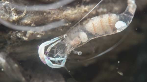 Pregnant Ghost Shrimp? What to Look For and How to Care For Them