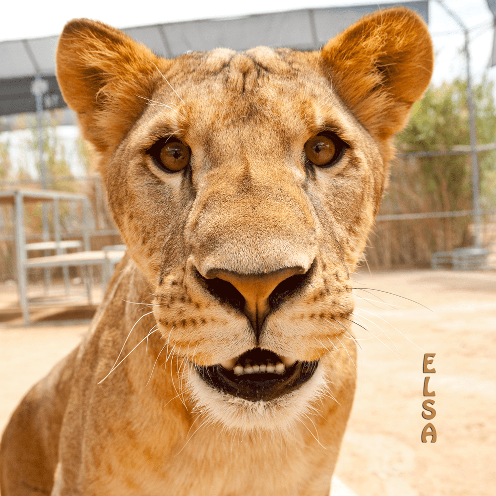 The Lion Habitat Ranch Lion Sanctuary in Henderson Nevada