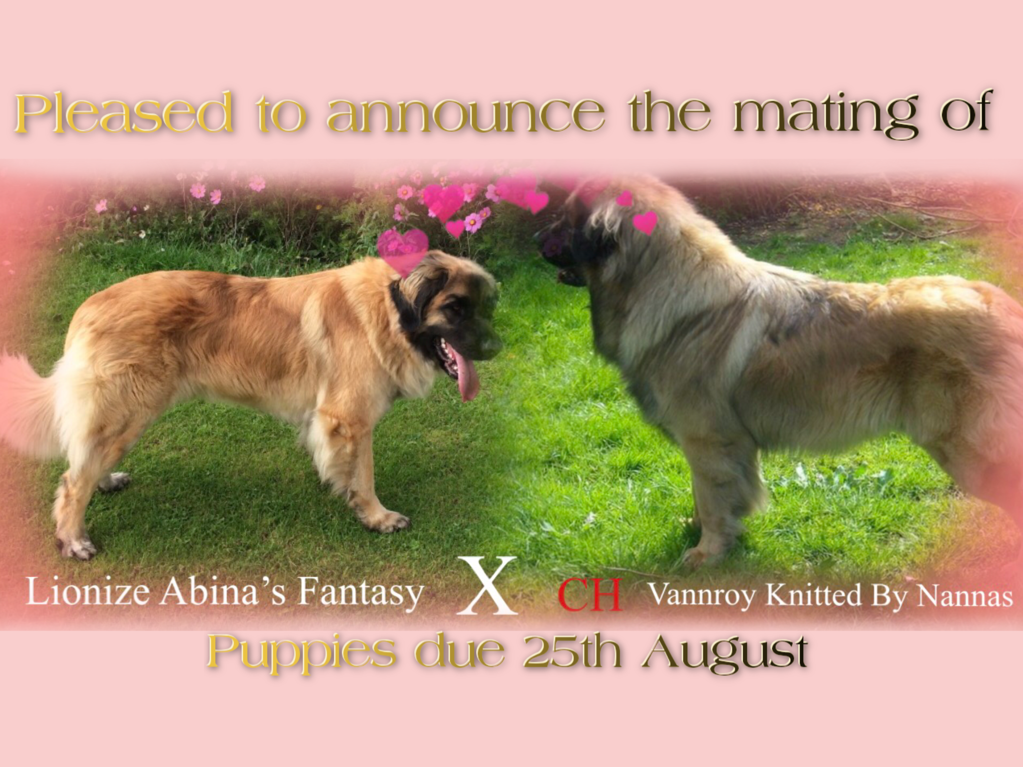 IMG_2245 Lionize Leonberger and Russian ToysLionize Leonberger and