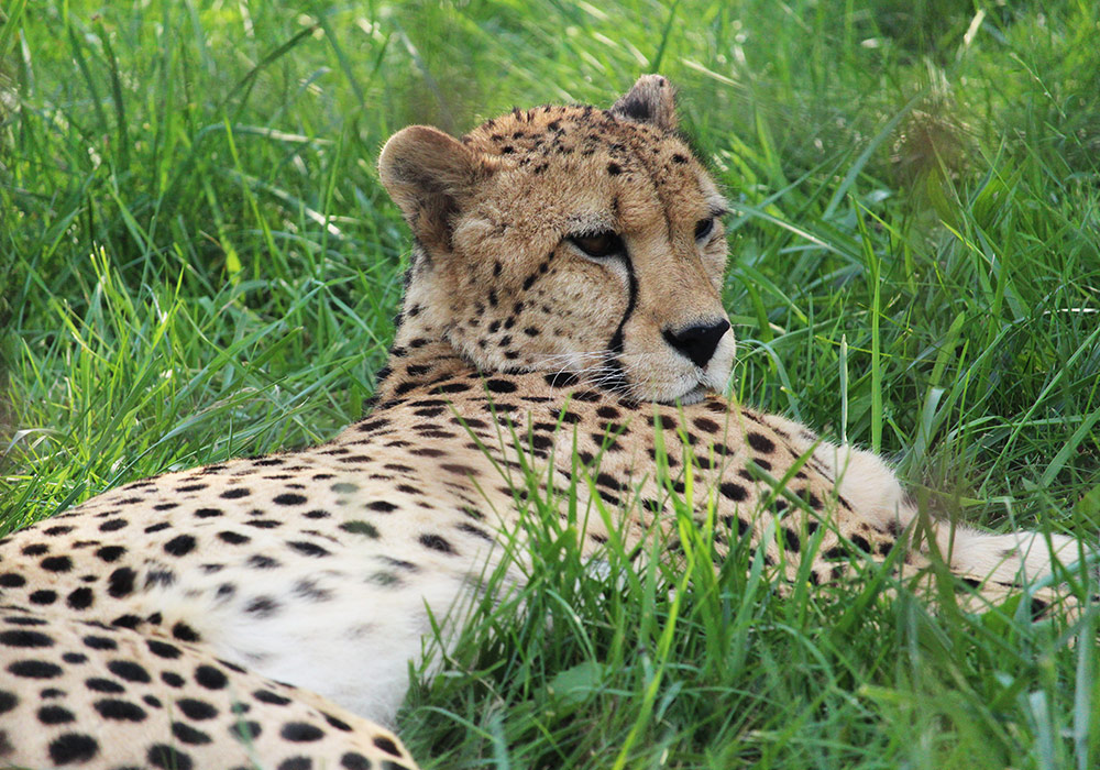 Cheetah Breeding African Lion Safari Cambridge Ontario