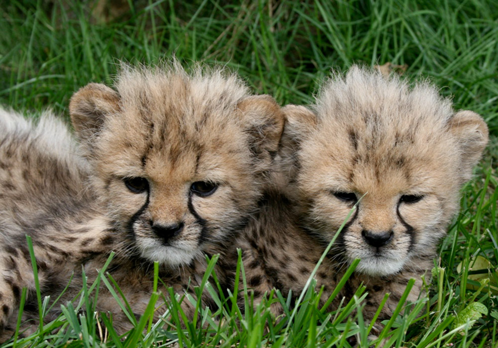 Cheetah Breeding African Lion Safari Cambridge Ontario
