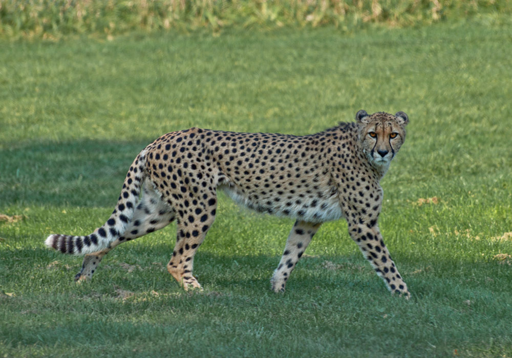 Cheetah Breeding African Lion Safari Cambridge Ontario