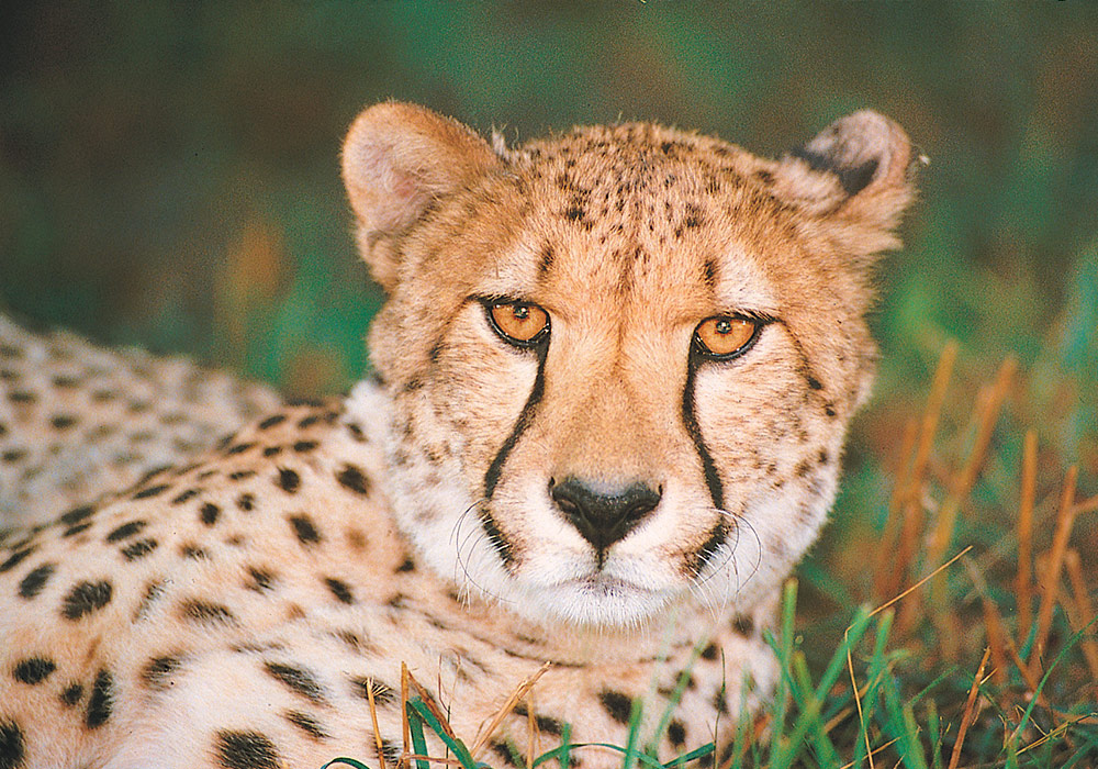 Cheetah Breeding African Lion Safari Cambridge Ontario
