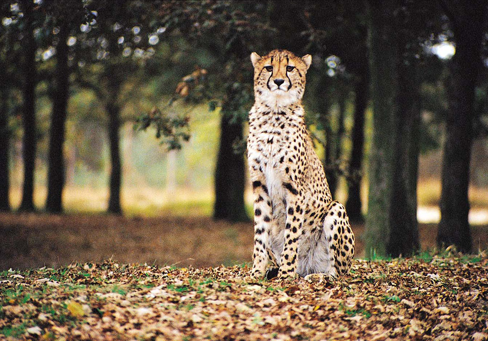 Cheetah Breeding African Lion Safari Cambridge Ontario