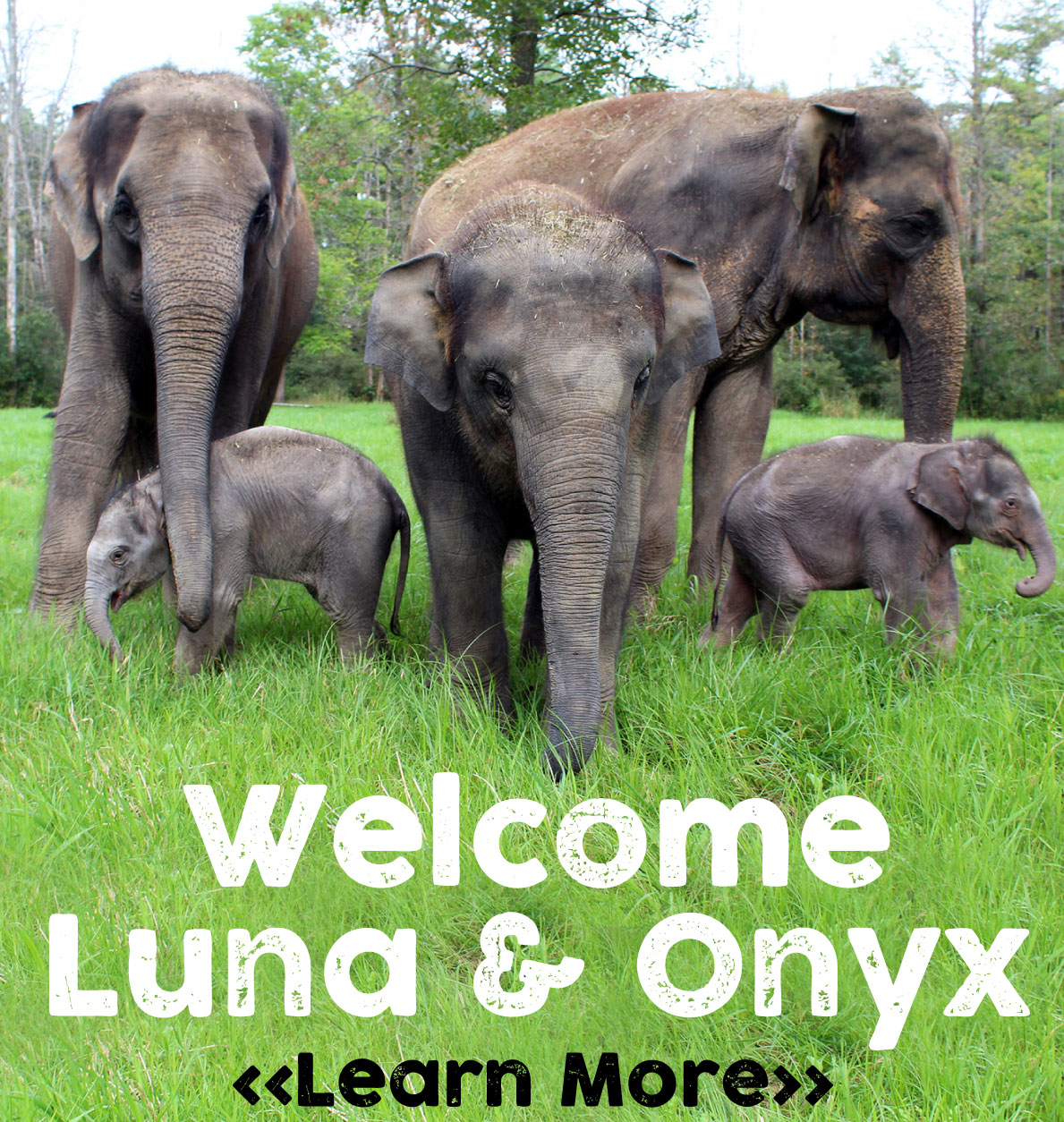 African Lion Safari Canada’s Original Safari Adventure