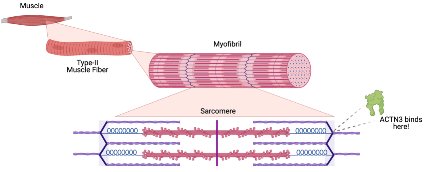 Natural Athleticism Slam Dunk or Foul? Lions Talk Science