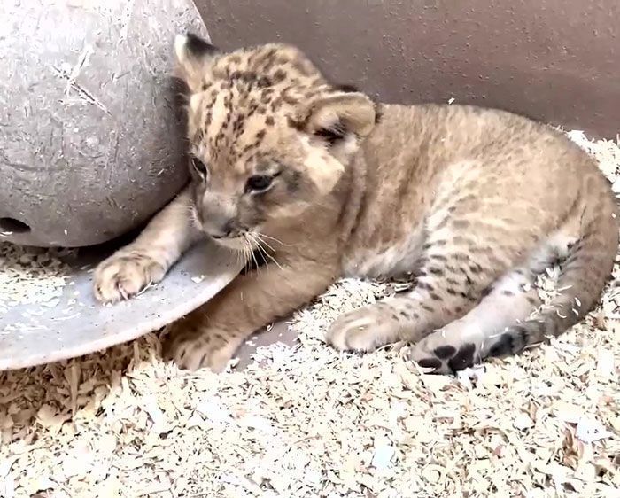 Este papi león se agacha para conocer a su bebé por primera vez en este