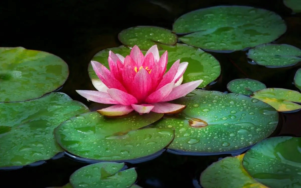 8 reasons your pond plants die and what to do Liquid Features