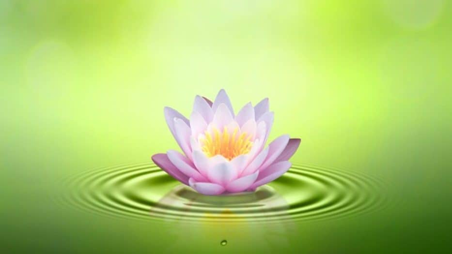 Do Garden Ponds Need Sunlight? Liquid Features