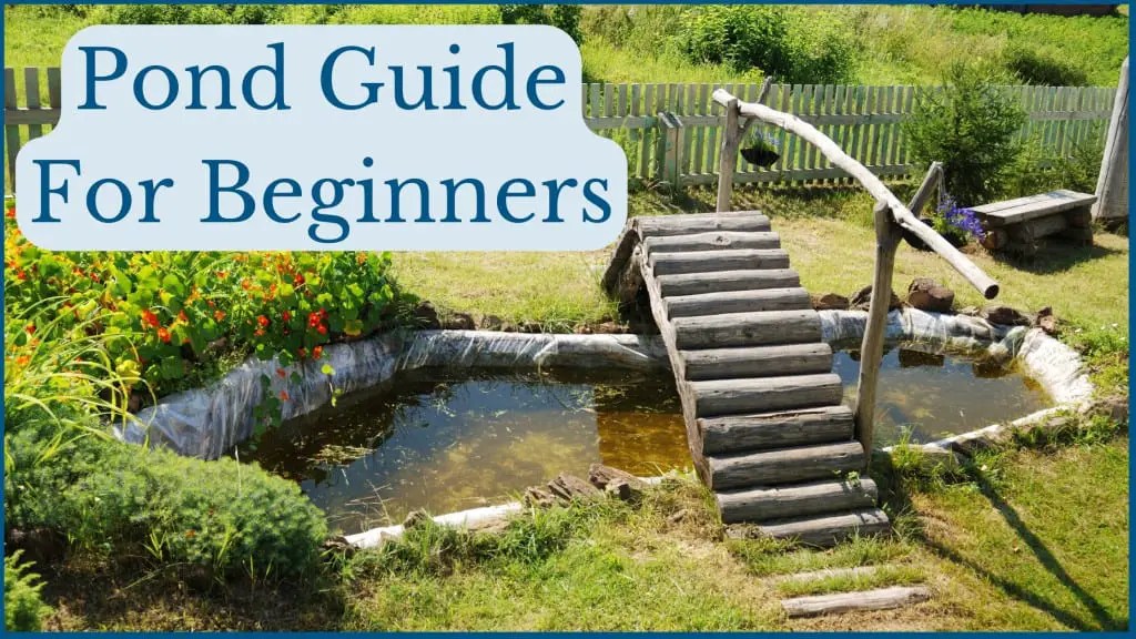 Starting Your Pond Journey A Stepbystep Guide To Planning A Pond